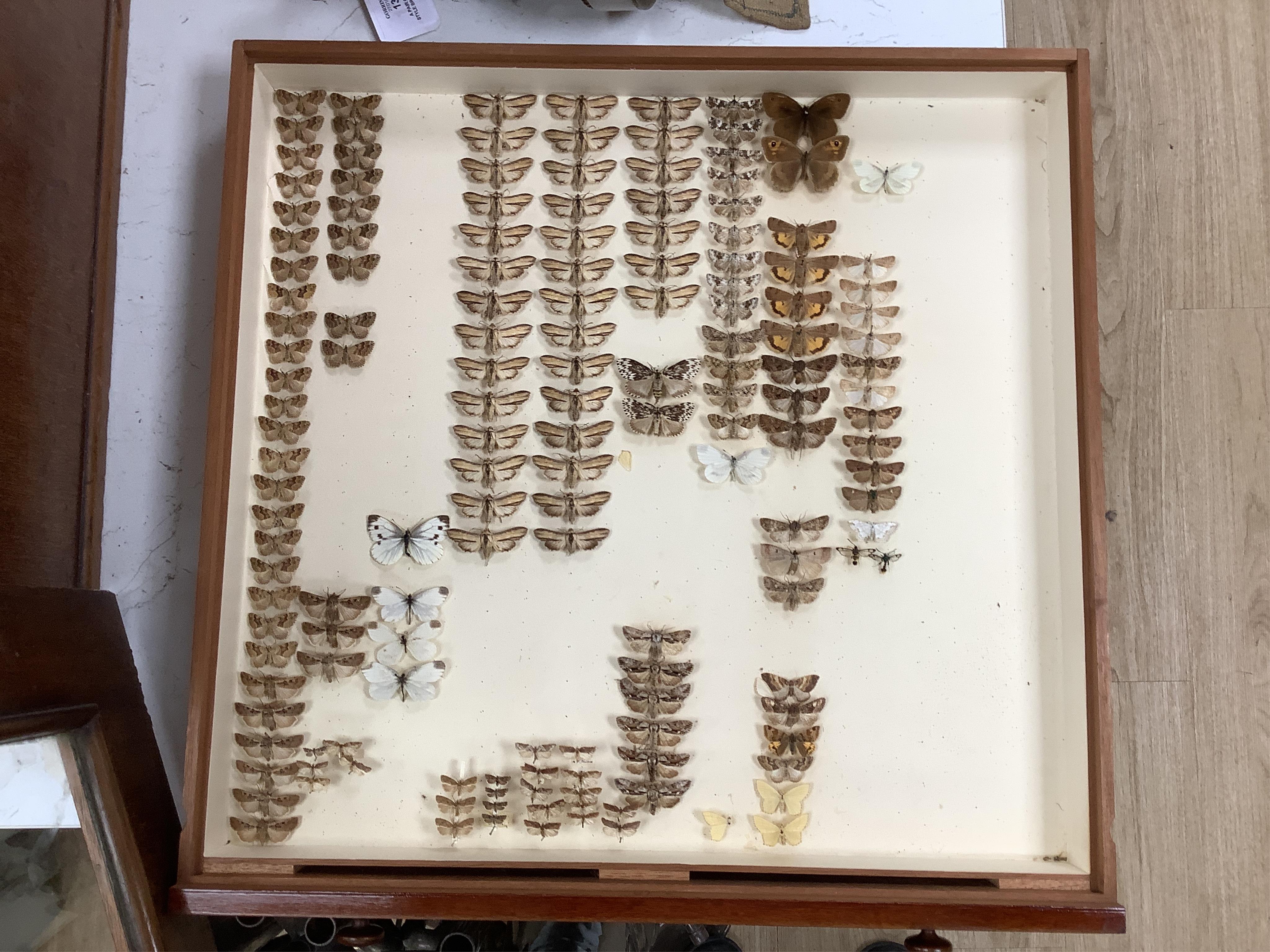 A Victorian mahogany 10-drawer collector’s cabinet with arched glazed door, height 68cm, width 54cm, depth 53cm, containing prepared and pinned moth and butterfly specimens, together with seven 1940s volumes of the Proce